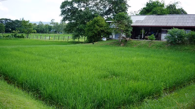 Một cánh đồng lúa ở tỉnh Sakon Nakhon, Thái Lan. 