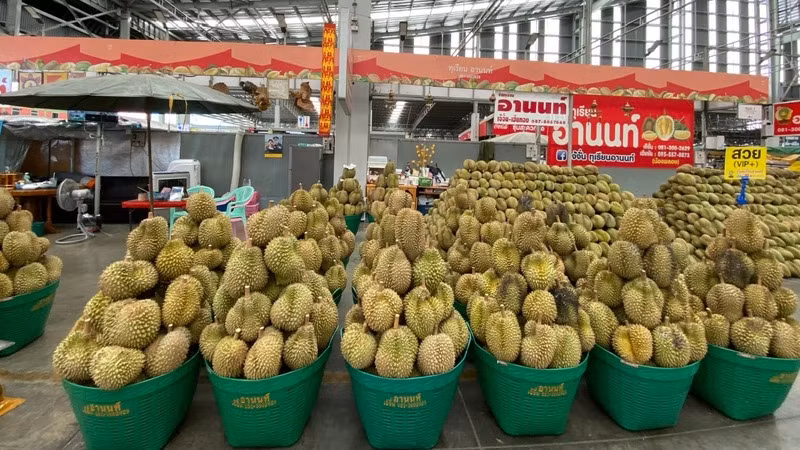 Thái Lan đẩy mạnh nhập khẩu sầu riêng, do hạn hán khiến sản lượng giảm. (Ảnh: ĐINH TRƯỜNG)