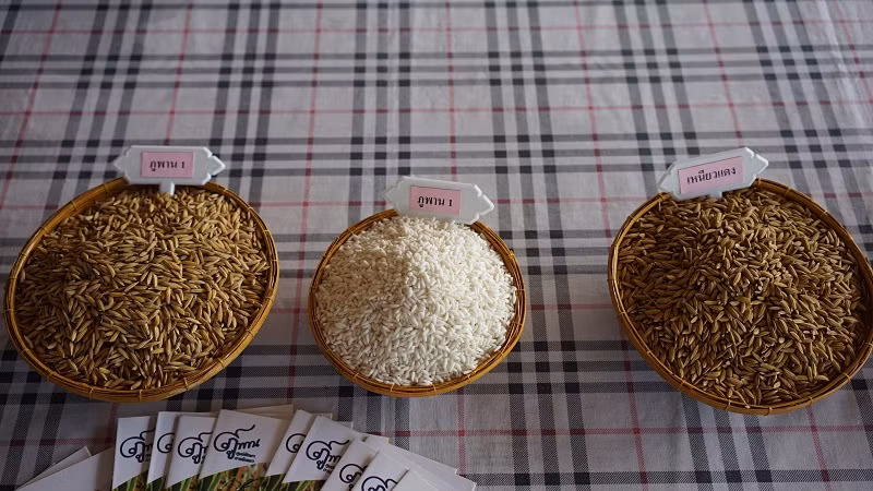 Năm 2024 được coi là “năm vàng” của ngành xuất khẩu gạo Thái. 