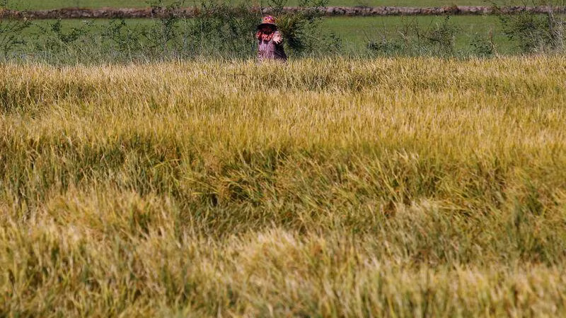 Cánh đồng lúa ở tỉnh Suphan Buri, Thái Lan. (Ảnh: REUTERS)