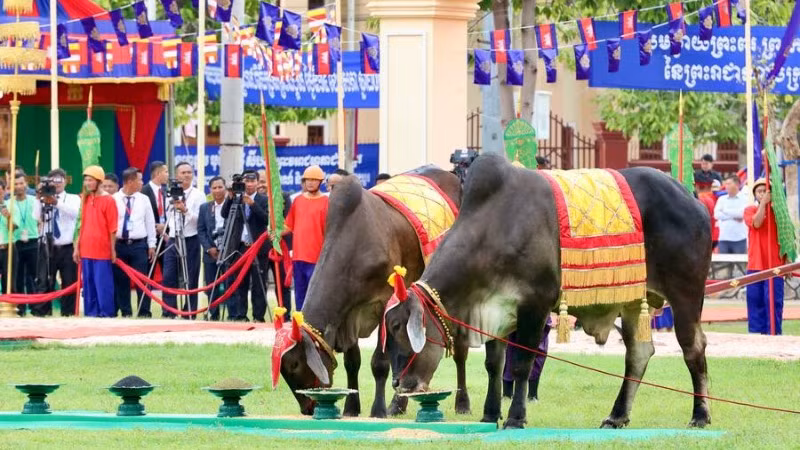Cặp bò thiêng chọn ăn thóc, ngô và đỗ. (Ảnh: Bộ Thông tin Campuchia) Cặp bò thiêng chọn ăn thóc, ngô và đỗ. (Ảnh: Bộ Thông tin Campuchia)