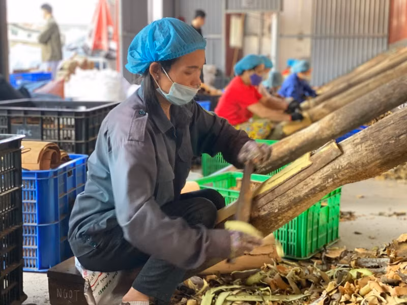 Quỹ tín dụng giúp nhiều đơn vị, hợp tác xã mở rộng sản xuất, tạo việc làm cho người lao động có thu nhập vươn lên thoát nghèo.