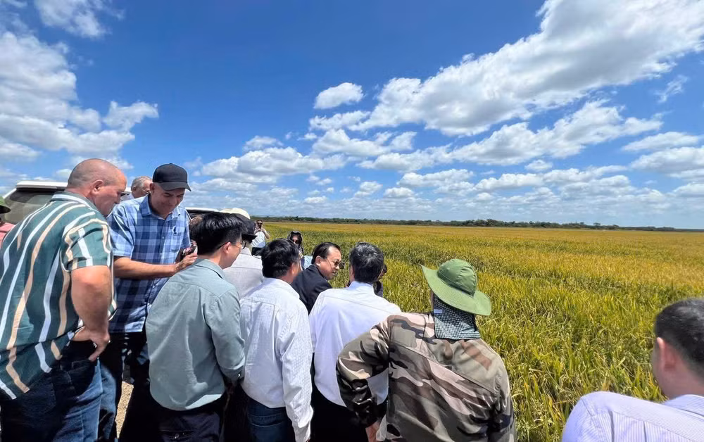 Đoàn thăm Dự án trồng lúa công nghệ cao tại huyện Los Palacios, tỉnh Pinar del Río, Cuba. (Nguồn: Đại sứ quán Việt Nam tại Cuba)