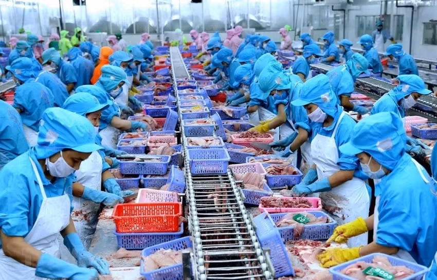 Chế biến cá tra xuất khẩu.