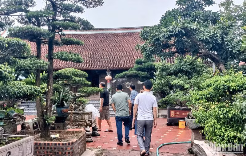 Về Bách Thuận, đâu đâu cũng rợp bóng cây, tạo cảm giác dễ chịu, thư thái.