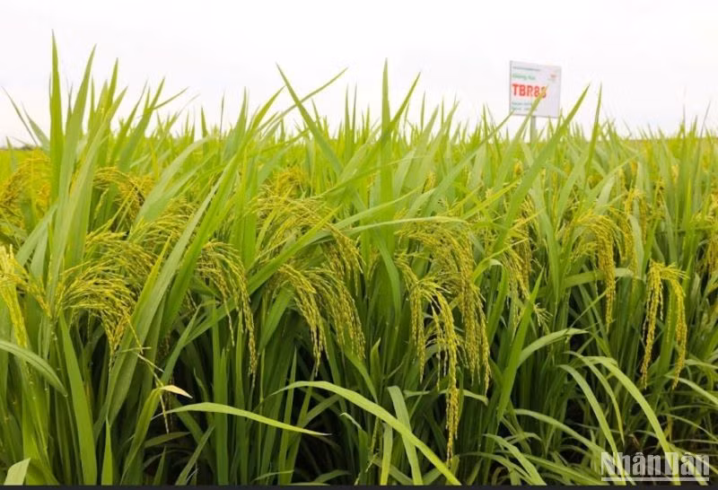 TBR88 là giống lúa thuần chịu thâm canh cao, cấy được cả 2 vụ trong năm.