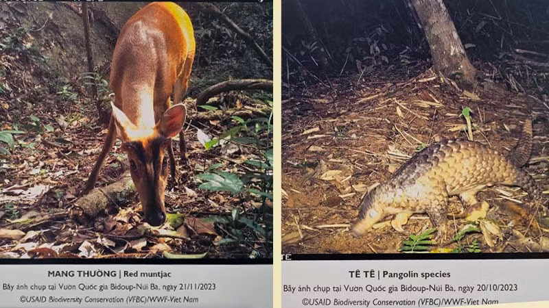 Các loài động vật được ghi nhận tại Vườn quốc gia Bidoup-Núi Bà.