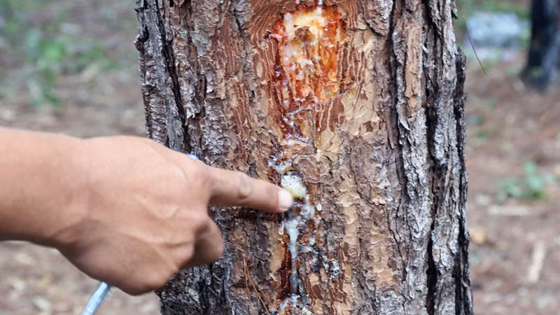 Thân cây thông bị khoan lỗ đổ hóa chất làm cây chết dần.