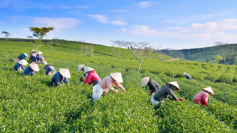 Trên đồi chè ô-long huyện Bảo Lâm, tỉnh Lâm Đồng.