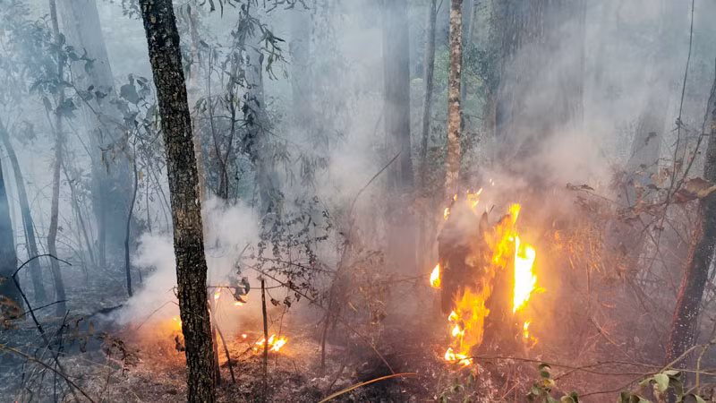 Cây thông khô bắt lửa và ngã đổ khiến đám cháy bùng phát trở lại.