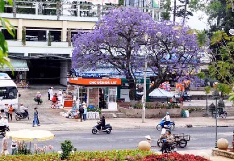 Cây phượng tím cổ nhất Đà Lạt đang bị “bức tử”? ảnh 4