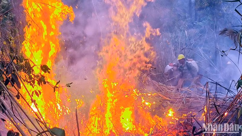 Lực lượng chức năng nỗ lực dập tắt đám cháy thực bì trong khu rừng thông lớn.
