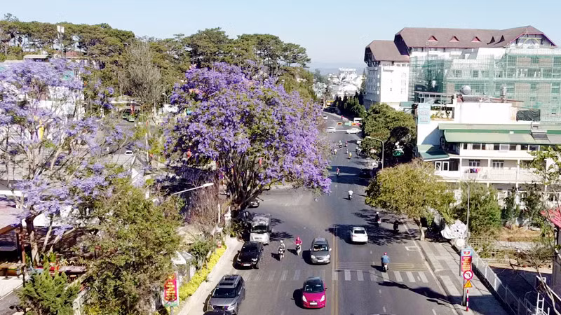 Đà Lạt, mùa hoa phượng tím.