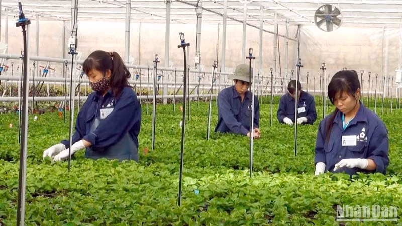 Sản xuất nông nghiệp công nghệ cao tại thành phố Đà Lạt, tỉnh Lâm Đồng.