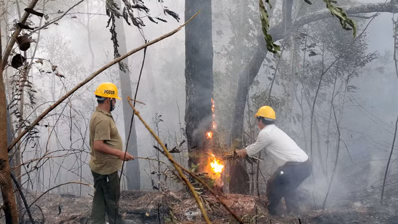 Một số gốc thông lớn trong khu vực bén lửa.