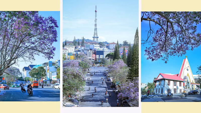 Đà Lạt, mùa hoa phượng tím 2024.