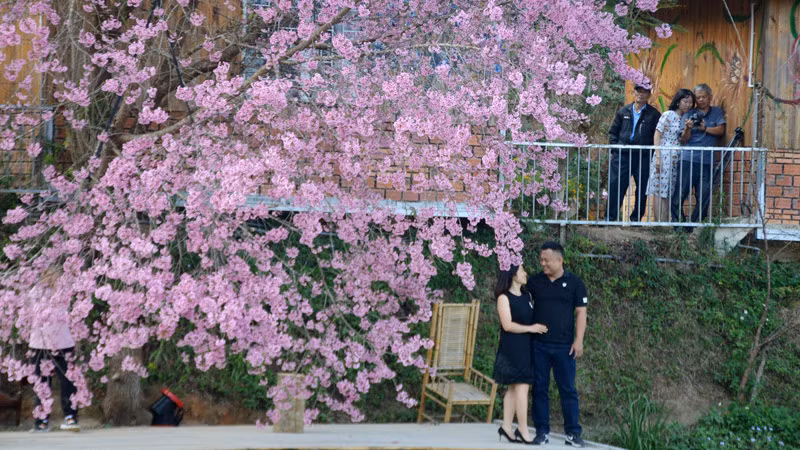 Lưu dấu kỷ niệm với mùa hoa mai anh đào Đà Lạt.