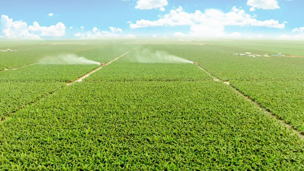Năm 2024, THACO AGRI đề ra kế hoạch trồng mới 7.600ha chuối.