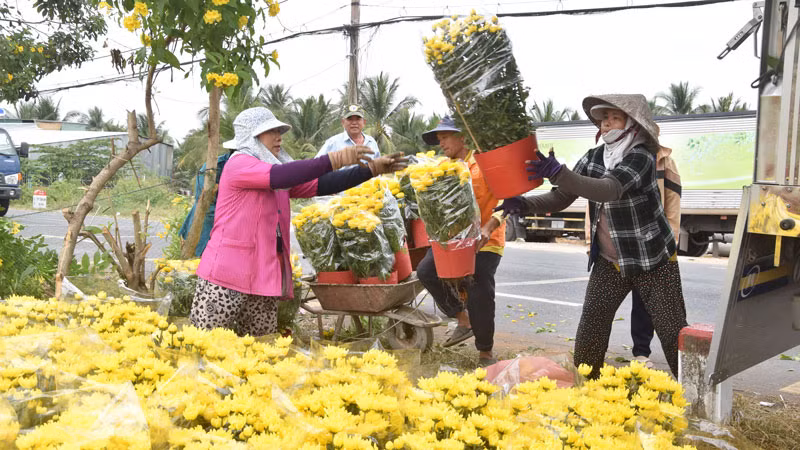 Thương lái chuyển hoa lên xe tải để về nơi bán.