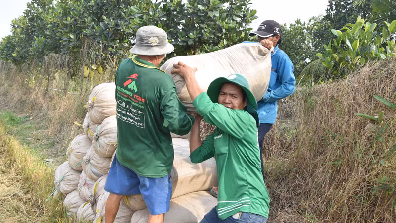 Nông dân xã Thạnh Lộc, huyện Cai Lậy (Tiền Giang) cực nhọc làm ra hạt lúa nhưng lợi nhuận không có.