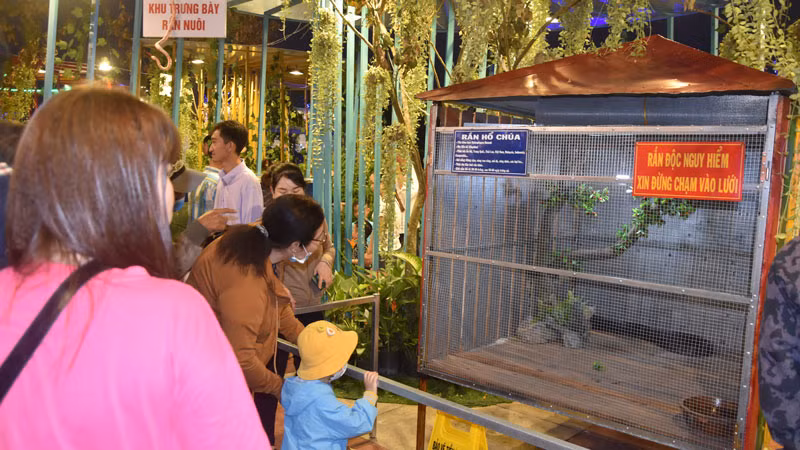 Rắn thật được trưng bày đã tạo nên điểm khác biệt của đường hoa Xuân ở Tiền Giang.