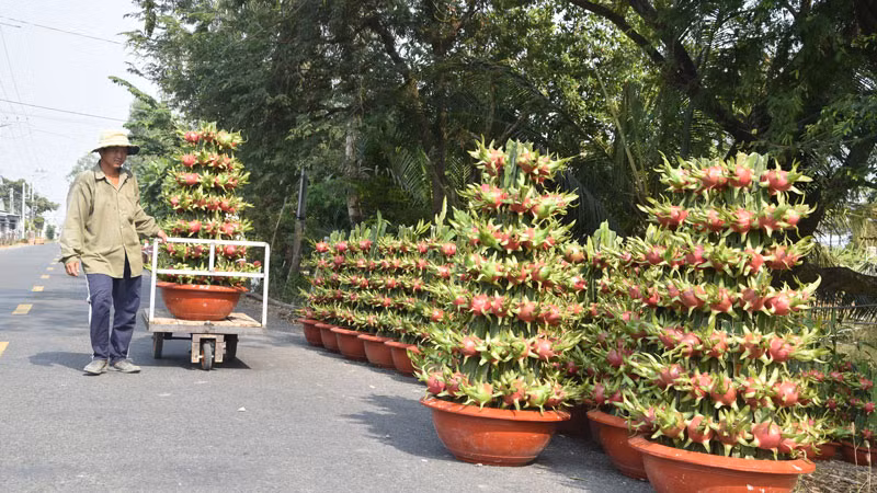 Chậu Thanh long vào bến chuẩn bị giao cho khách ở Thành phố Hồ Chí Minh.