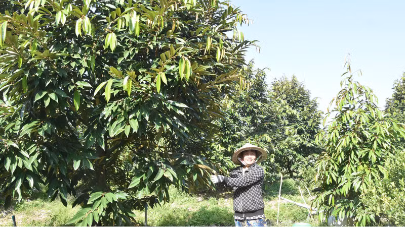 Vườn cây ăn quả của bà Trần Thị Thanh Tú vẫn tươi tốt.