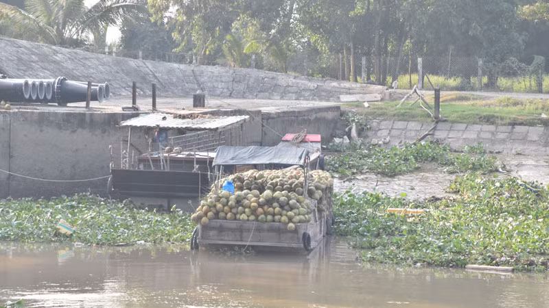 Chiếc ghe thu mua dừa đậu trong phạm vi hành lang cống Xuân Hòa, xã Xuân Đông, huyện Chợ Gạo, tỉnh Tiền Giang.