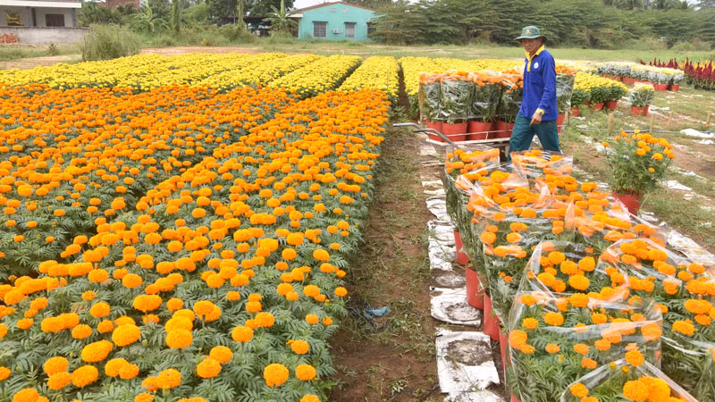 Nhân công vận chuyển hoa Tết ở Làng hoa Mỹ Tho giao cho thương lái.
