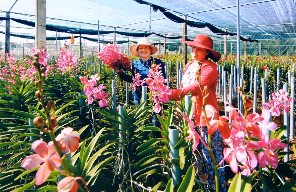 Mô hình sản xuất nông nghiệp hiện đại, hiệu quả cao.