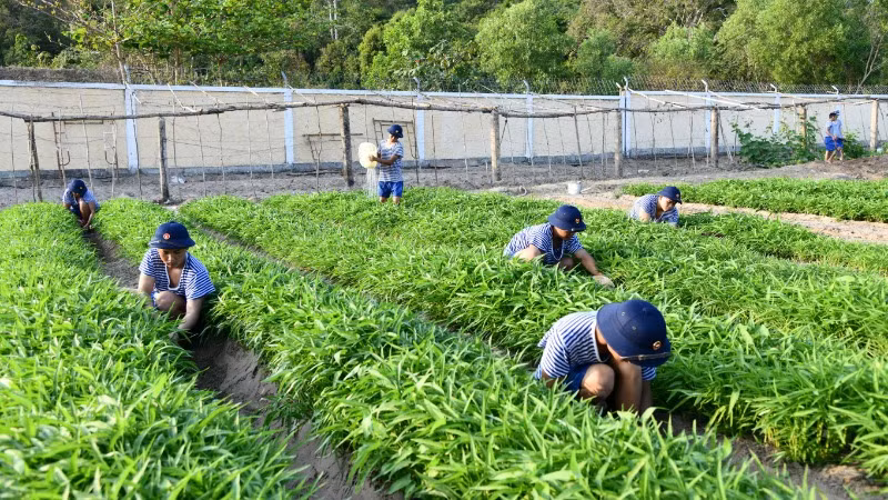 Chăm sóc vườn rau xanh để tăng gia, nâng cao đời sống.