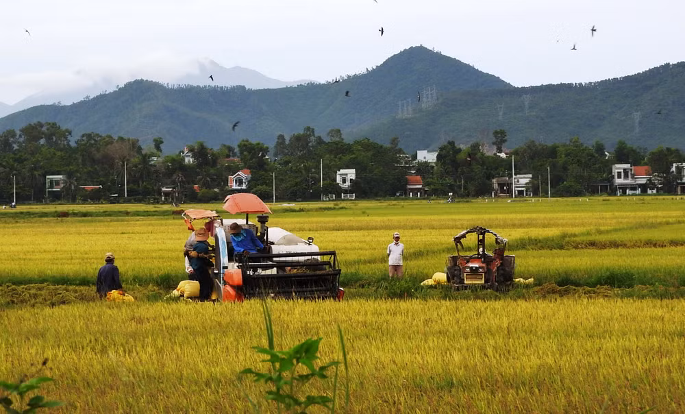 Nguồn vốn tín dụng từ Ngân hàng Chính sách xã hội góp phần hiệu quả trong xây dựng nền nông nghiệp hiện đại.