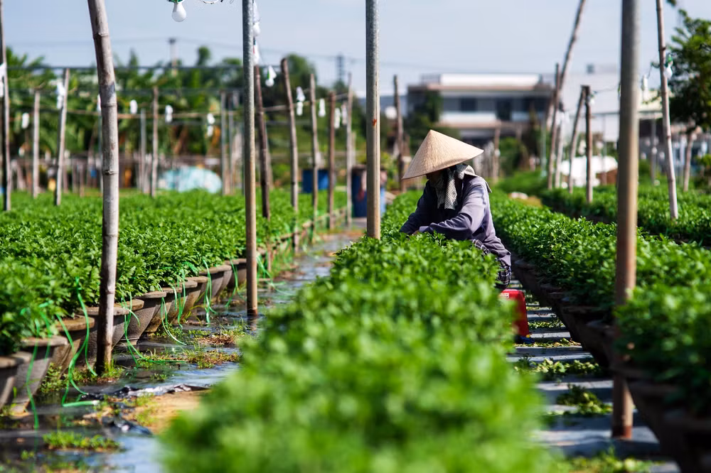 Bà Lý Oa (trú xã Hòa Châu, huyện Hòa Vang) miệt mài chăm từng chậu hoa, chuẩn bị kịp bán dịp Tết. 