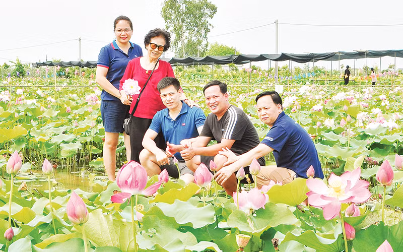 Du khách tham quan đầm sen Vân Đài, huyện Hưng Hà, tỉnh Thái Bình.