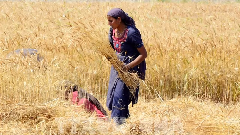 Ảnh minh họa: Thu hoạch lúa mì trên cánh đồng ở tỉnh Hyderabad, Pakistan, ngày 1/4/2024. (Ảnh: THX/TTXVN)