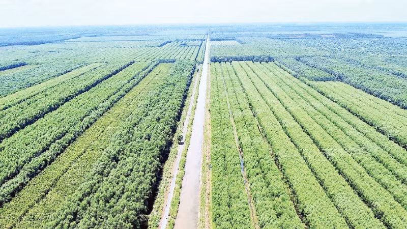 Trong hơn 30.000 ha rừng sản xuất ở miệt rừng U Minh hạ có hơn 1/3 diện tích trồng cây keo lai theo hình thức thâm canh.