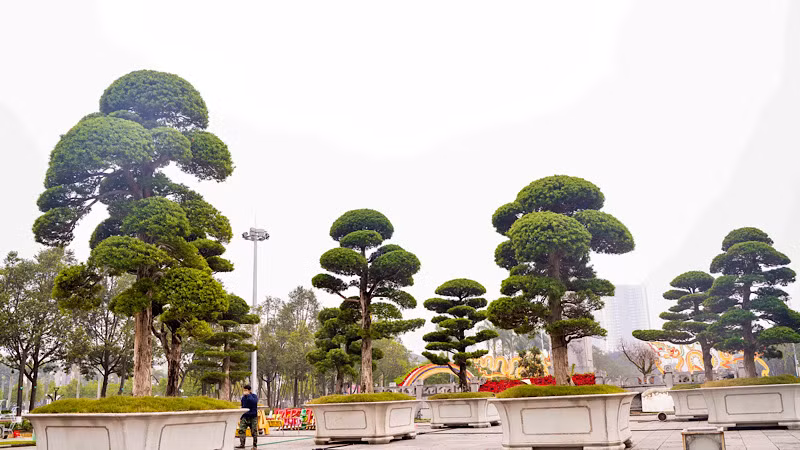 Những gốc tùng cổ thụ cũng là một điểm nhấn đáng chú ý tại Đường hoa.