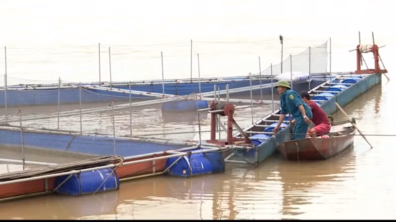 Gia cố các bè nuôi cá lồng trước khi bão đổ bộ.