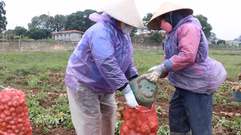 Khoai tây sau khi thu hoạch được phân loại, đóng gói ngay tại ruộng.