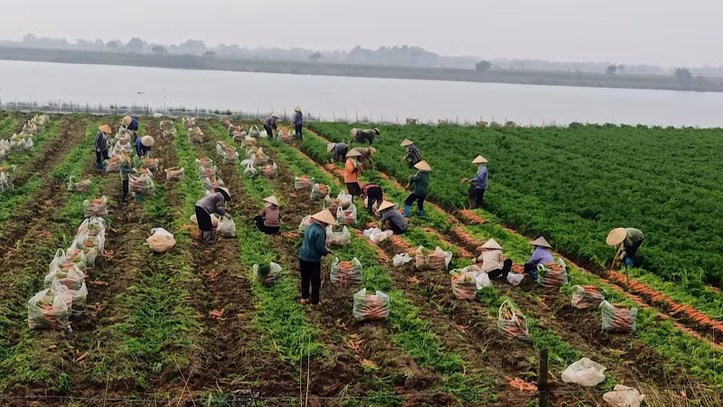 Nhiều diện tích cà rốt tại Bắc Ninh được bà con tận dụng trồng trên đất bãi.