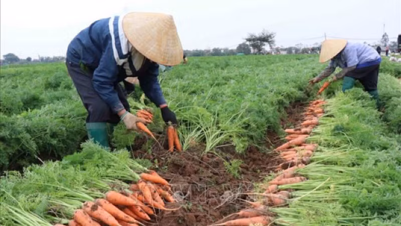 Thu hoạch cà rốt tại huyện Gia Bình.