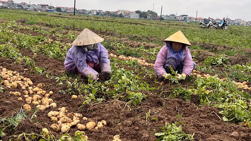 Bà con nông dân thị xã Quế Võ thu hoạch khoai tây vụ đông.