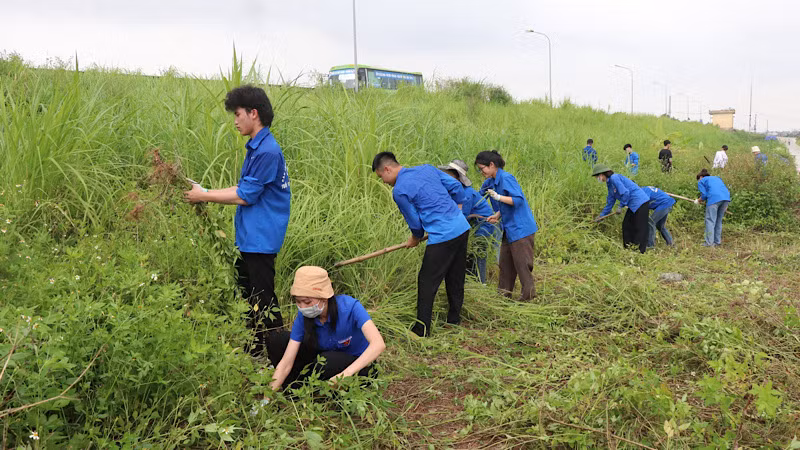 Các thanh niên tình nguyện tham gia phát quang bờ đê.