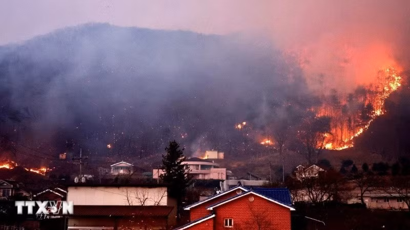 Cháy rừng dữ dội tại Andong, tỉnh Bắc Gyeongsang, Hàn Quốc ngày 25/3/2025. (Ảnh: THX/TTXVN) 