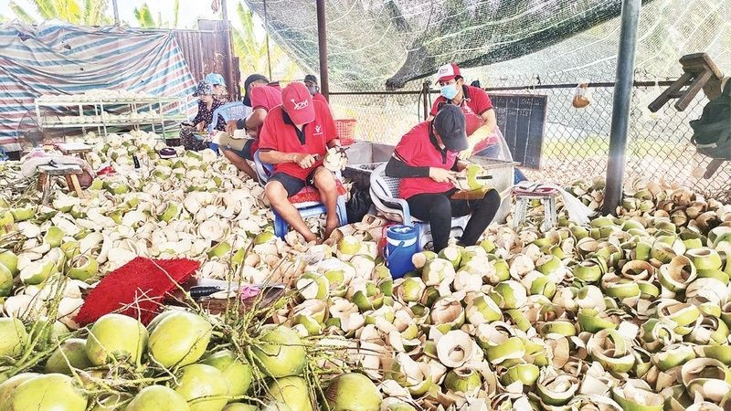 Giá dừa tươi tăng khoảng 110-120%, trong khi dừa nguyên liệu tăng 150% so với cùng kỳ năm ngoái.