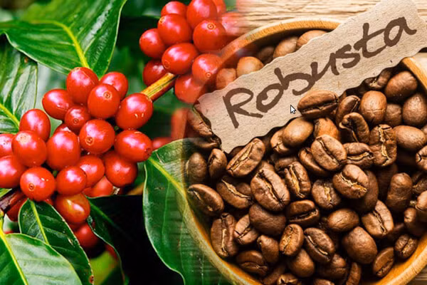 Cà-phê nhân rang Robusta.