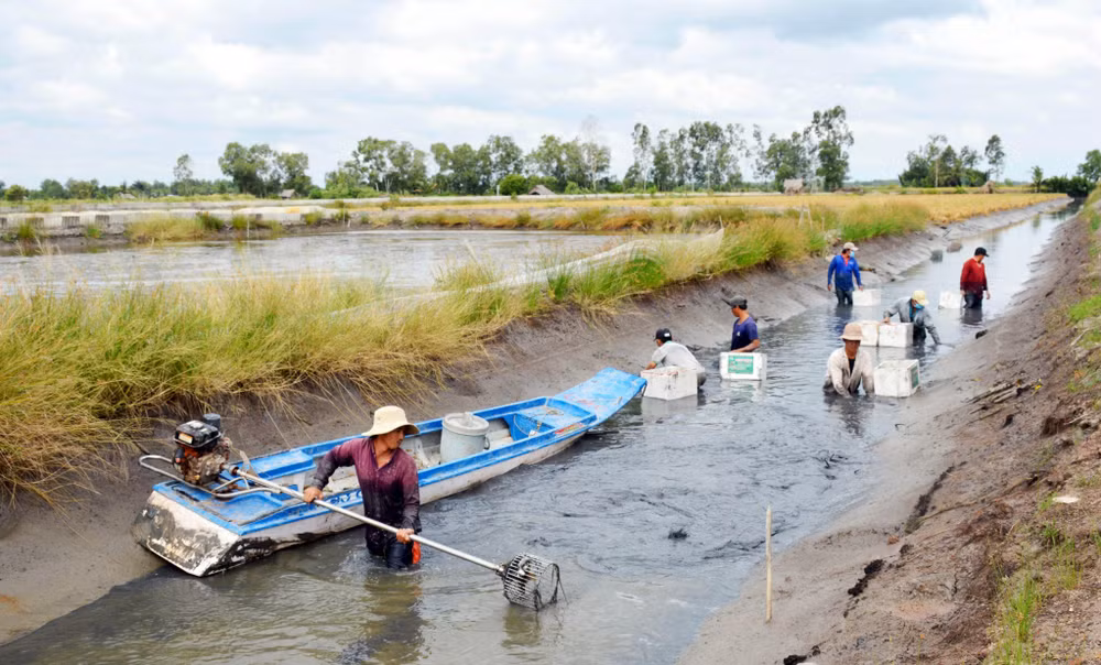 Thu hoạch tôm nuôi ở tỉnh Bạc Liêu. Ảnh: TTXVN