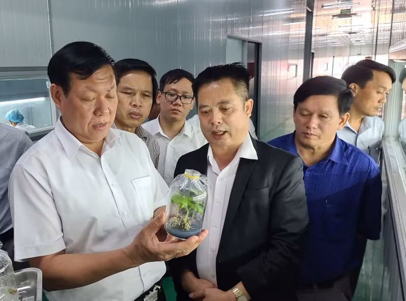 Kiểm tra mô hình nuôi cấy mô sâm Ngọc Linh của Sam Sam Group.