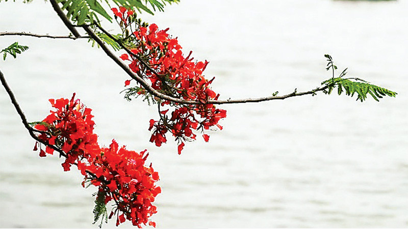 Mùa hoa phượng nở rộn rã gọi hè về. (Ảnh MINH HÀ)