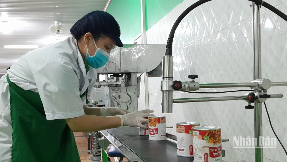 Áp dụng công nghệ hiện đại trong chế biến hạt điều tại Bình Phước. Ảnh: NHẤT SƠN